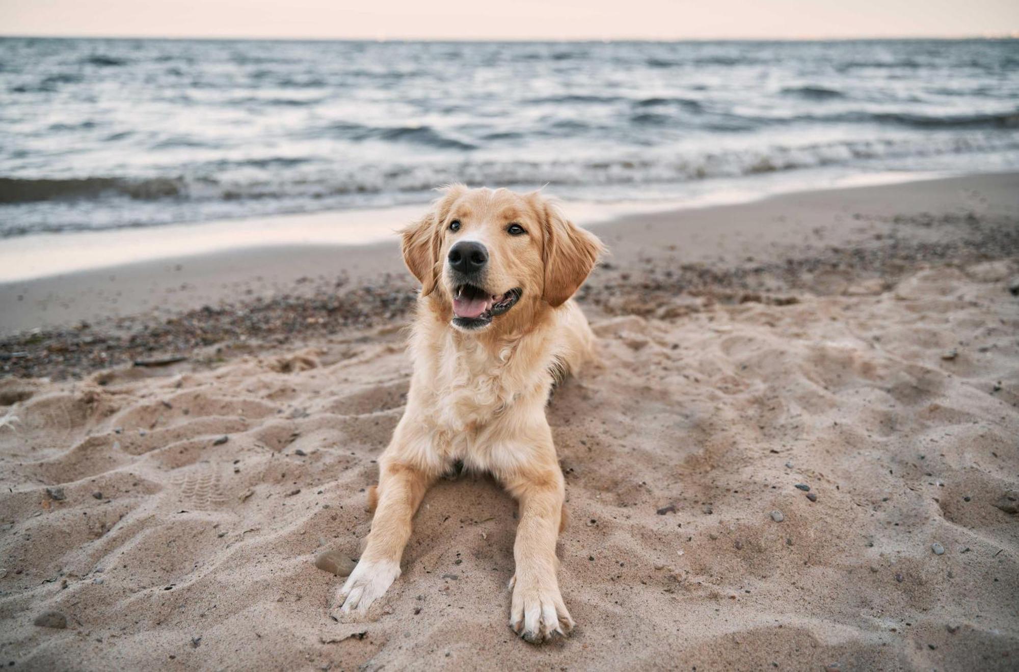Seehund An Der Seebruecke Zingst Kültér fotó