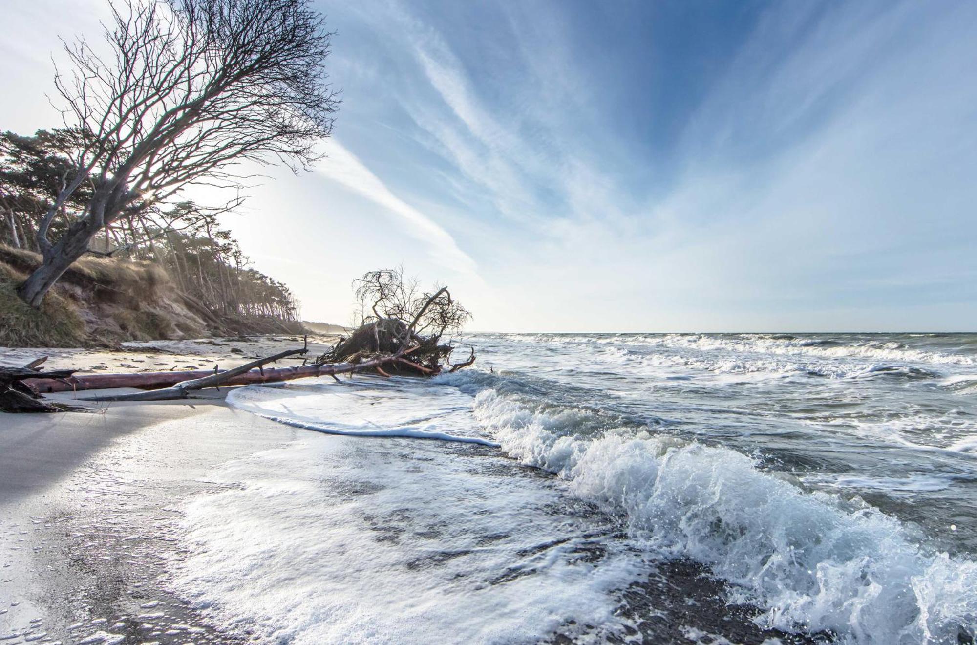 Seehund An Der Seebruecke Zingst Kültér fotó
